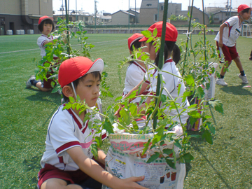 ２年生 ミニトマトの苗に支柱をつけました ラーニングトピックス 立命館小学校