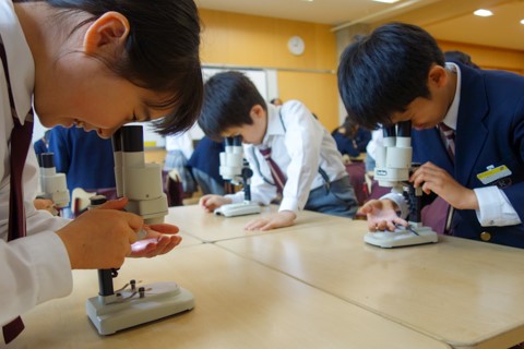 ４年生 理科 双眼実体顕微鏡での観察 ラーニングトピックス 立命館小学校