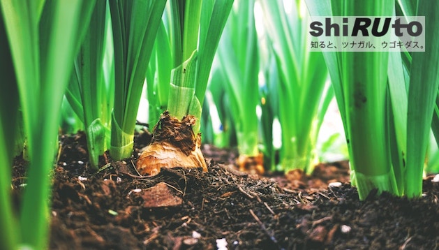 【shiRUto】農業は100年後にも可能だろうか？ 気候変動の可能性に植物研究で挑む