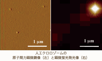 人工クロロゾームの原子間力顕微鏡像（左）と顕微蛍光発光像（右）