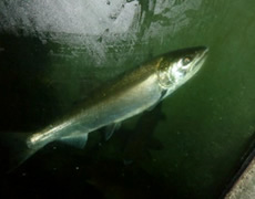 Salmon Hatchery