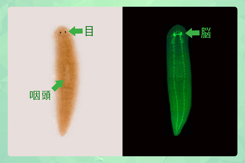 プラナリア 殺し 方