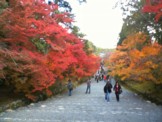 koyo