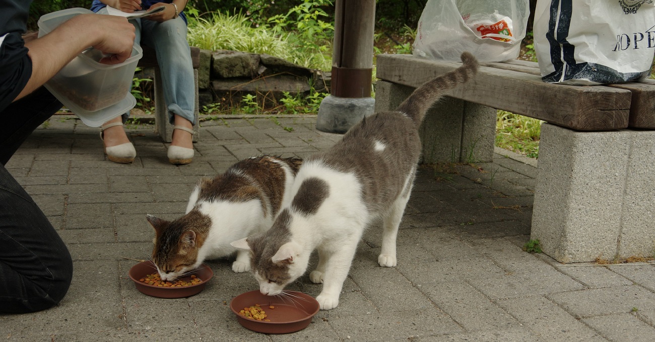 立命館大学猫の会Rits Cat写真