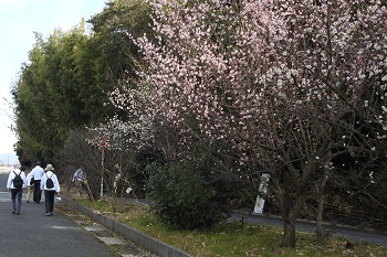 梅の花に季節を感じます