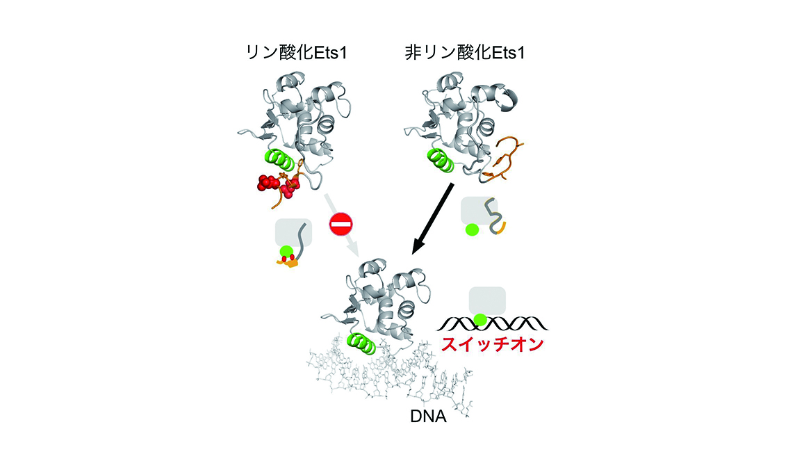 細胞の分化を調節するEts1という転写因子の構造
