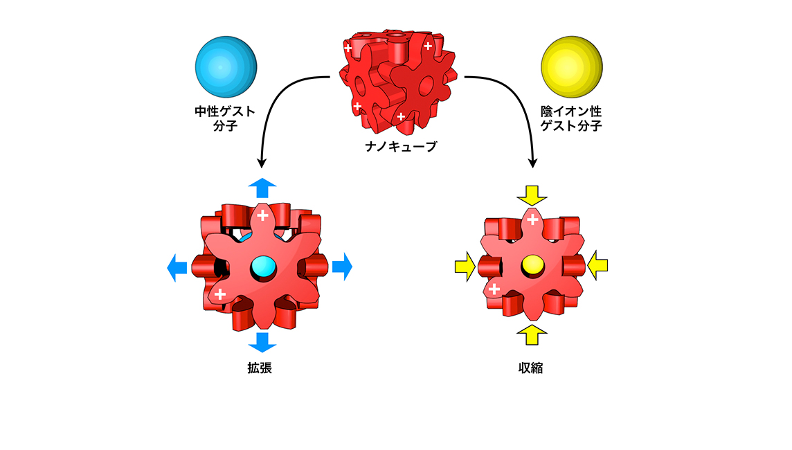 取り込む分子の大きさ・形・電荷に応答して膨らんだり縮んだりする分子カプセル