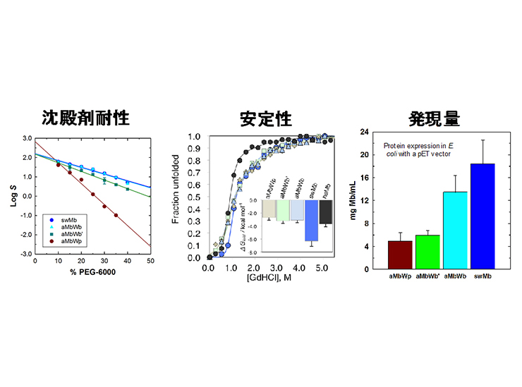 図3.クジラMbの分子進化に伴う物性変化と細胞内発現量の増加