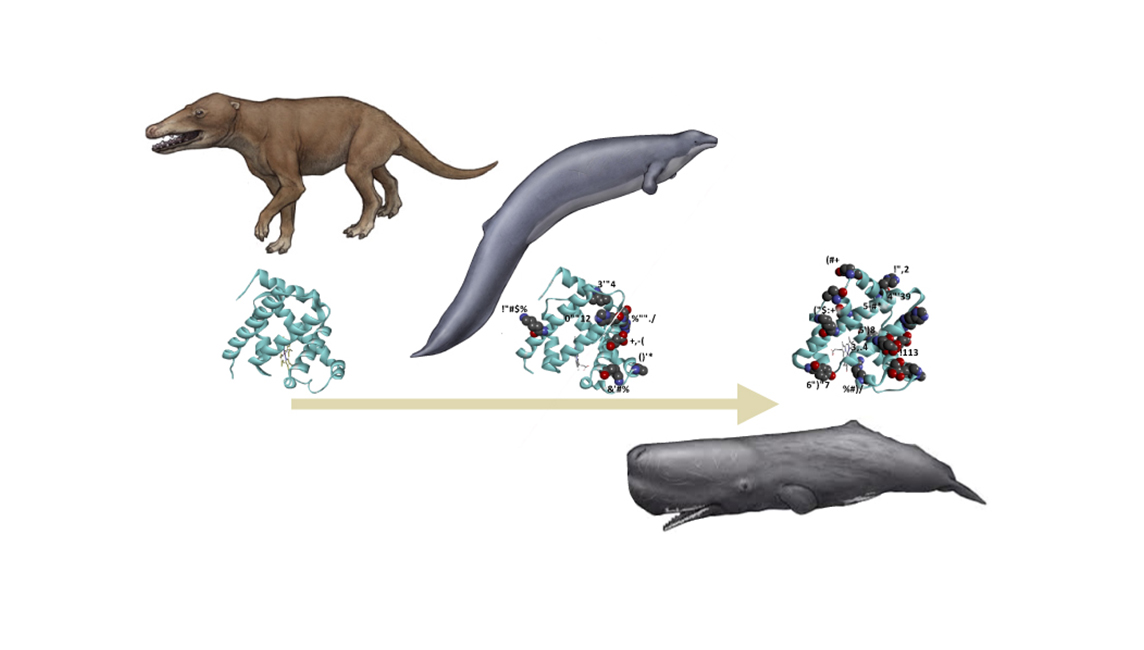 クジラの海洋適応に伴うタンパク質進化のしくみを解明