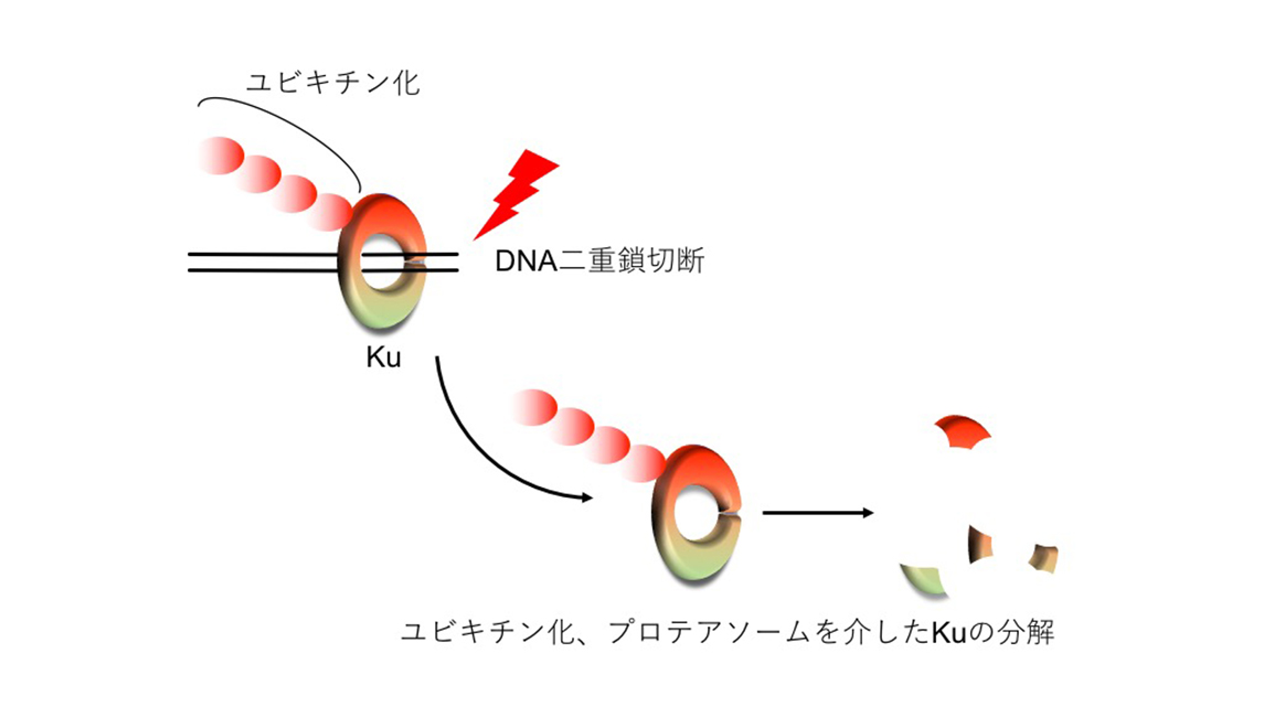 DNA二重鎖切断修復を制御する新たな脱ユビキチン化の仕組みを解明