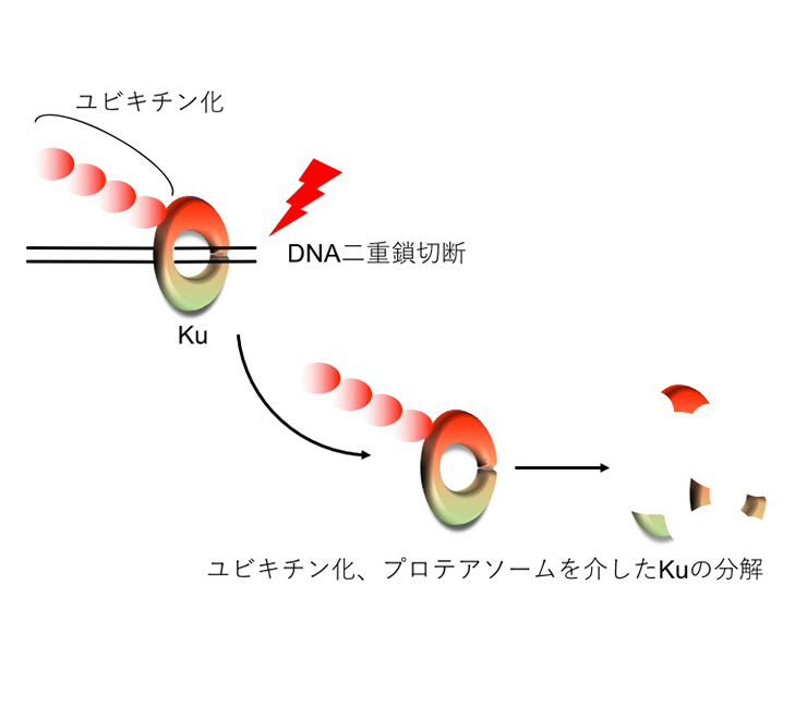 図１.KuによるDSBの認識と、ユビキチン化を介したKuの除去