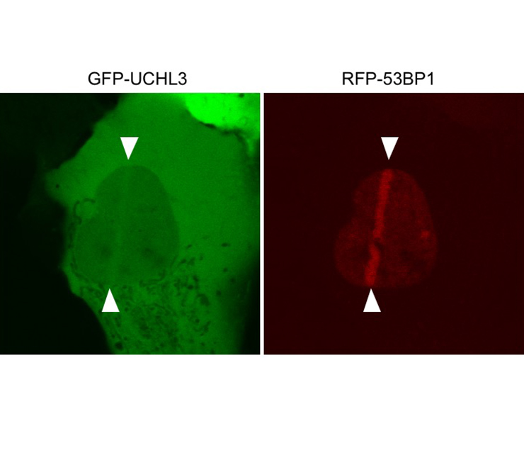 図２. UCHL3はDSB部位に集積する。図中のRFP-53BP1で示された部分がDSBが生じている部分である。RFP-53BP1と同じ部分にGFP-UCHL3の集積が認められる。