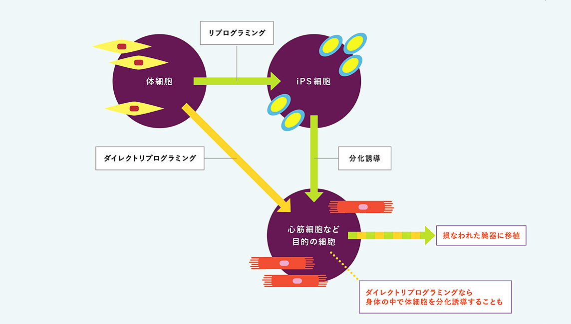 「リプログラミング」がいのちの再生を可能にする。