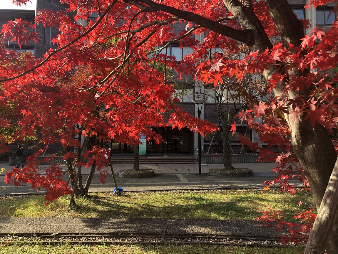 191120kouyou3