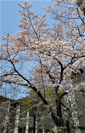 紹介39