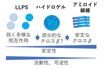 凝集のプロセス