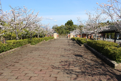 220401桜3