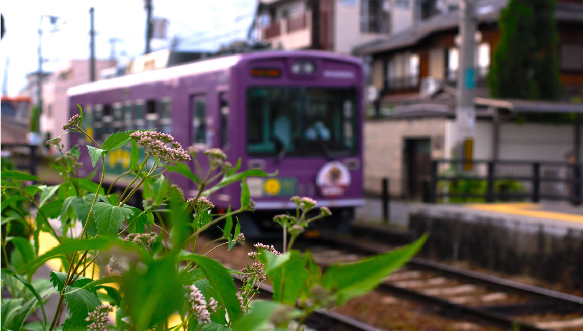 絶滅寸前種「フジバカマ」を嵐電の各駅に展示