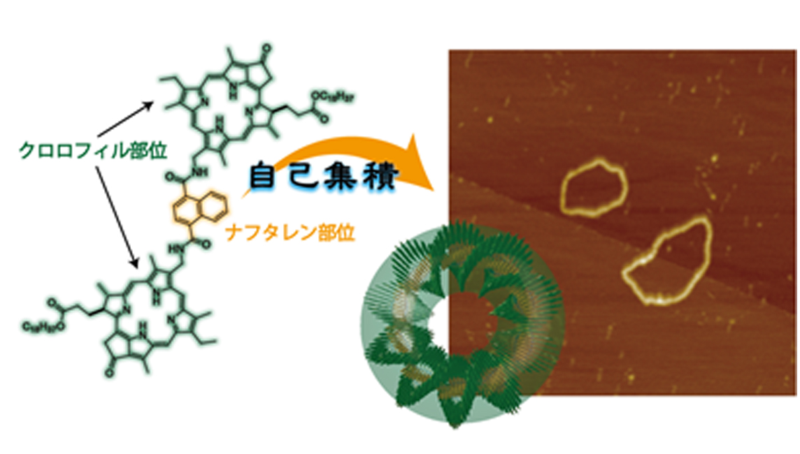 光合成色素からなるナノリングの構築に成功～新しい光機能材料への展開に期待～