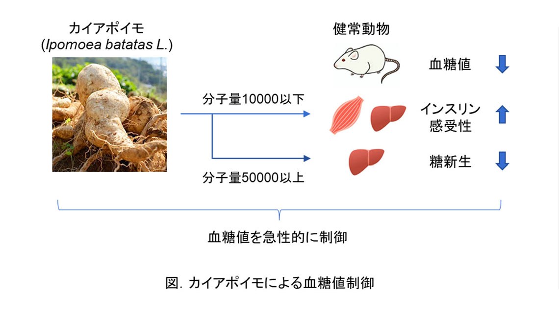 カイアポイモの血糖値抑制メカニズムを解明～甘藷を食べると血糖値が下がる？！～