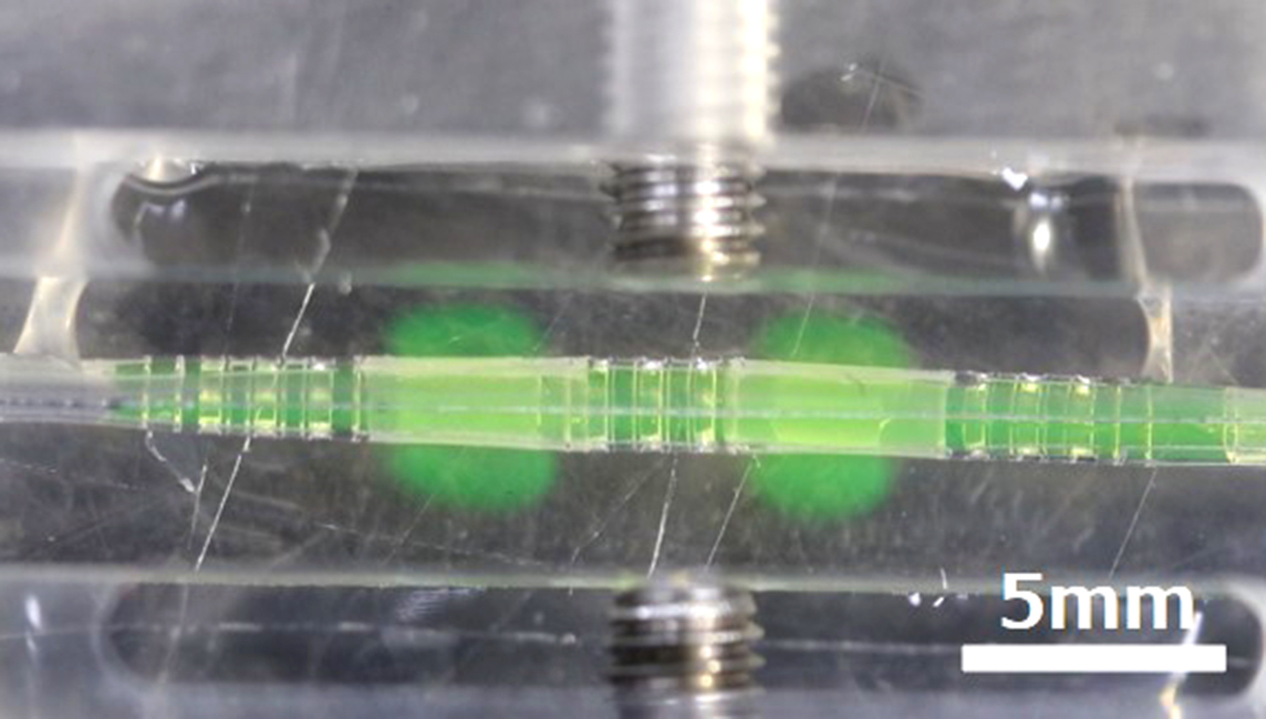 小西聡フェローの研究グループが取り組む生体機能チップに関する研究成果がScientific Reportsに掲載