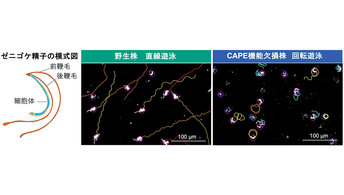 「ゼニゴケ」が精子の機能や鞭毛運動研究の推進に貢献 植物の精子の運動性に「cAMPシグナル伝達系」が鍵となることが明らかに