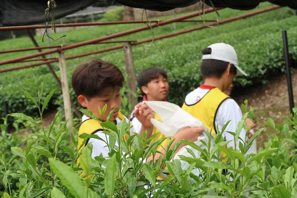 240522J1茶摘み3