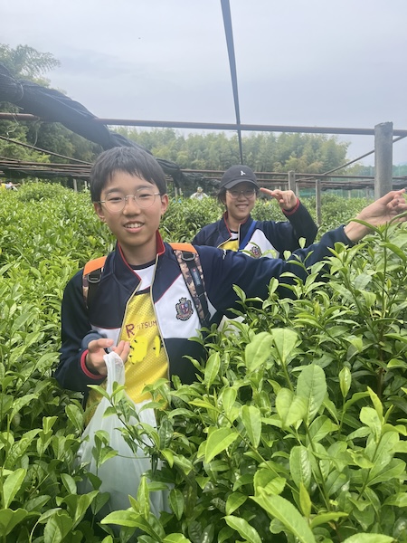 240522J1茶摘み5