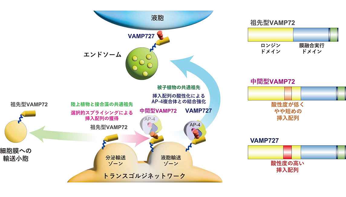 種子でのタンパク質の大量輸送の仕組みはどのようにして誕生したのか