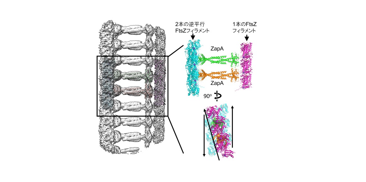 2025.07.03松村先生｜論文発表｜Nature Communications