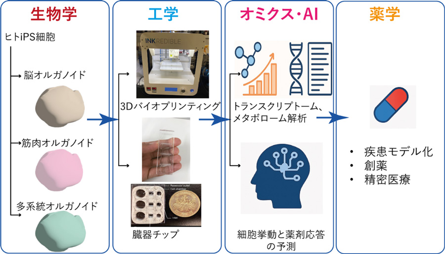 研究全体のプロセスと将来展望を示した図