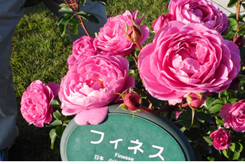 小山内さんが育種した「フィネス」とても優雅な花でした。