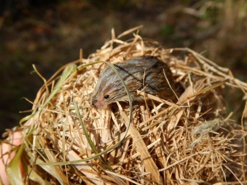 rclub/imge20260130 a_zenbun03