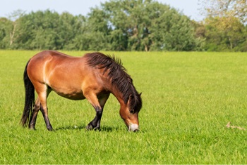 ポニーなど、乗馬や餌やりが体験できる企画も計画中です（※画像はイメージです）