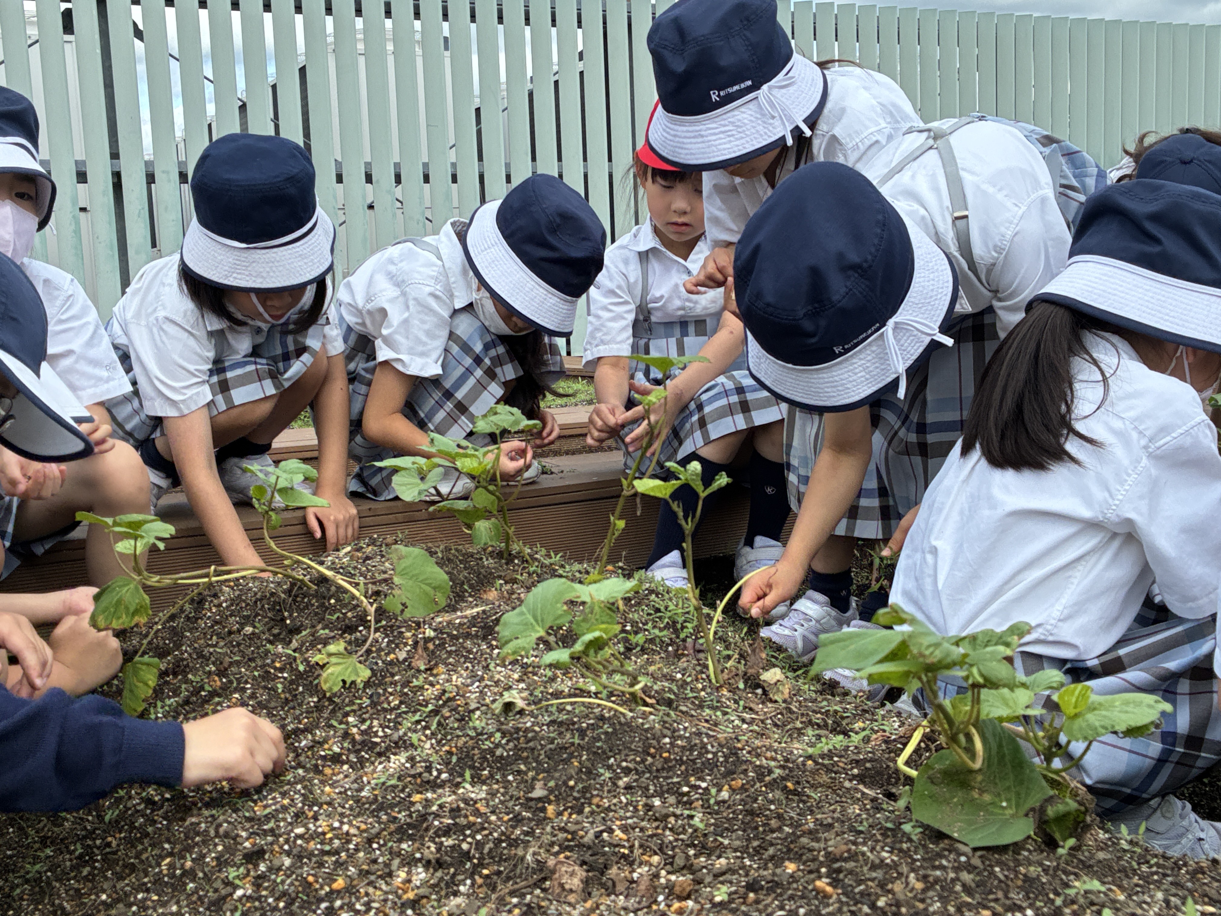 primary2/2026imo/ satsumaimo2