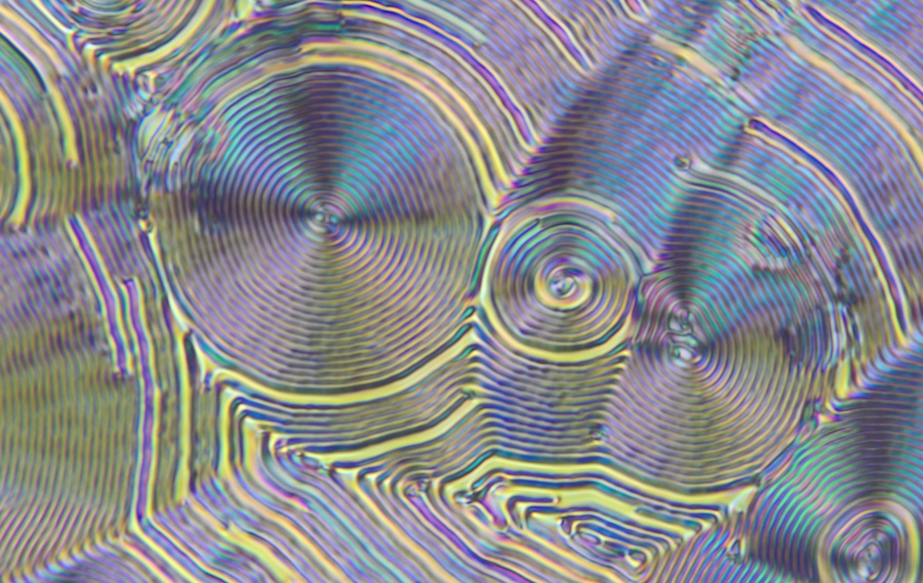 Stripe pattern of a liquid crystal observed under a polarized optical microscope. Concentric stripes spread around several centers.