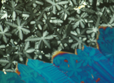 Luminescent liquid-crystalline Au(I) complexes: controlling luminescence through liquid-crystal alignment, figure 2