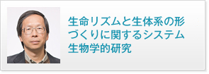 生命リズムと生体系の形づくりに関するシステム生物学的研究