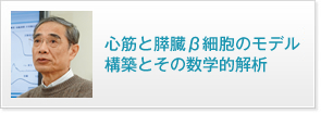 心筋と膵臓β細胞のモデル構築とその数学的解析