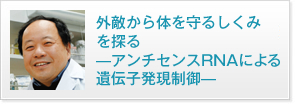 外敵から体を守るしくみを探る?アンチセンスRNAによる遺伝子発現制御