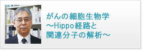 がんの細胞生物学～Hippo経路と関連分子の解析～