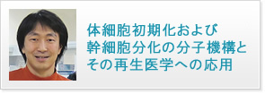 体細胞初期化および幹細胞分化の分子機構とその再生医学への応用