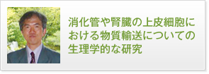 消化管や腎臓の上皮細胞における物質輸送についての生理学的な研究