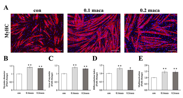 「Yi et al., IJMS 2022」の図１より引用