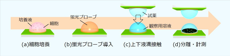 図2　液滴内細胞の試薬刺激振動現象実証手順。