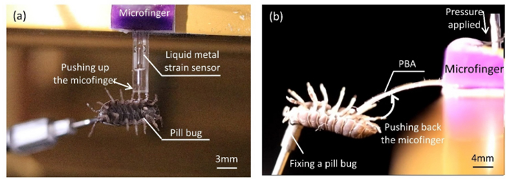 図２　ダンゴムシに能動的に接触し、その脚力および胴体力を計測する様子。マイクロフィンガーの大きさは、長さ12mm、幅3mm、厚さ490μm。