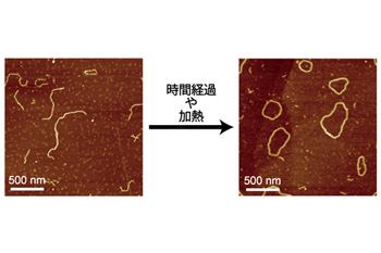 図2 ヒモ状分子集積体(左)とリング状分子集積体の原子間力顕微鏡画像(右)