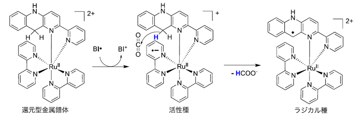 図３. ルテニウム錯体（還元型金属錯体）による活性種の生成と二酸化炭素還元反応