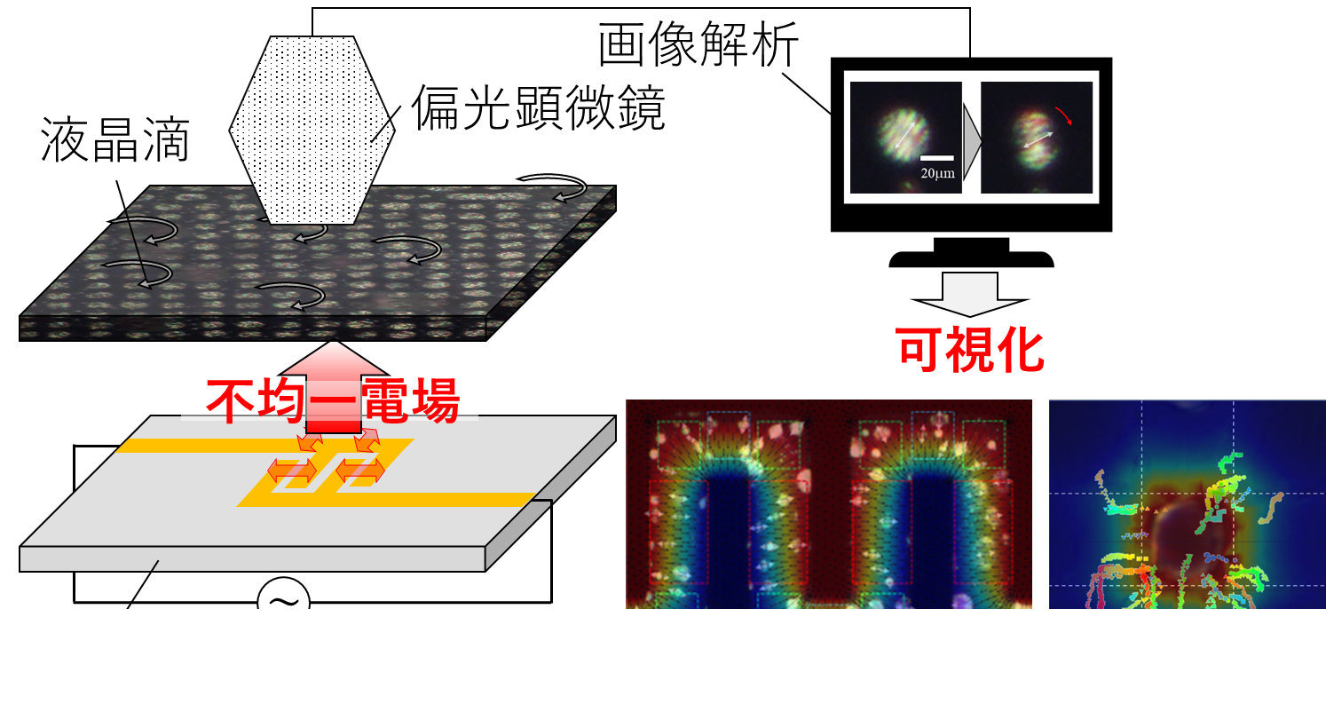 小さな液晶滴が微細電極周囲の電場を可視化