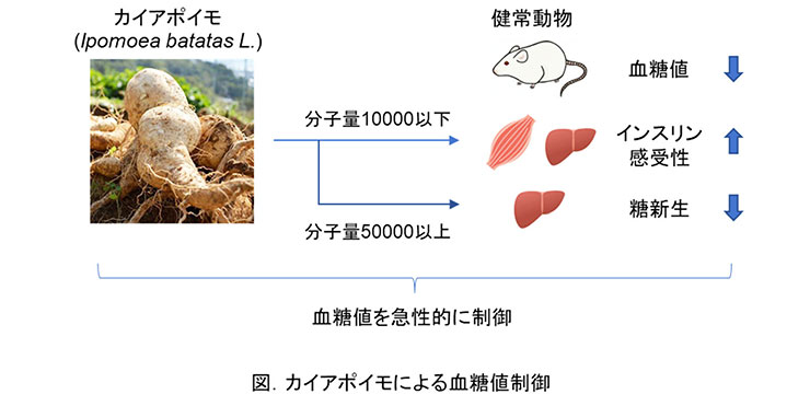 図1 カイアポイモによる血糖値制御